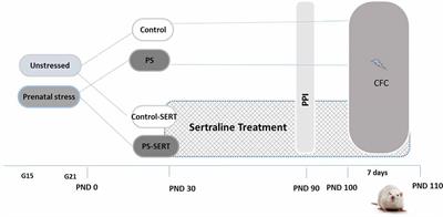 Long-Term Sertraline Intake Reverses the Behavioral Changes Induced by Prenatal Stress in Rats in a Sex-Dependent Way